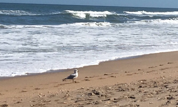 New Smyrna Beach Apartment | Sun Surf Shell Repeat.n99 Steps to Ocean!nPrivate, Serene Special 6 month rate.