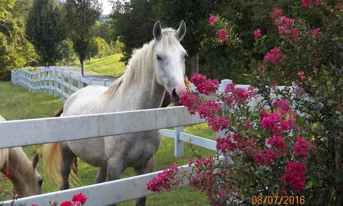 Tellico Plains House | T-Lea Farm your 73 Acre Horse Farm Vaction Retreat in East Tennessee