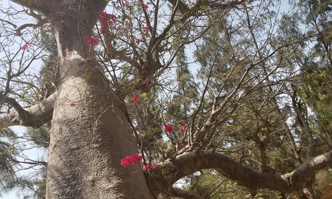 Palmarin House | The baobab house