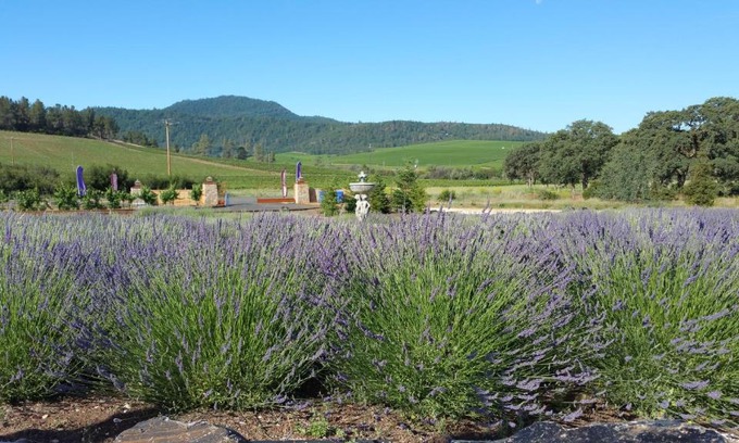 Clear Lake Bed & Breakfast | Thorn Hill Vineyards Villa Suites