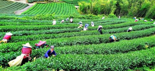 Zhuqi House | Tianyi Homestay