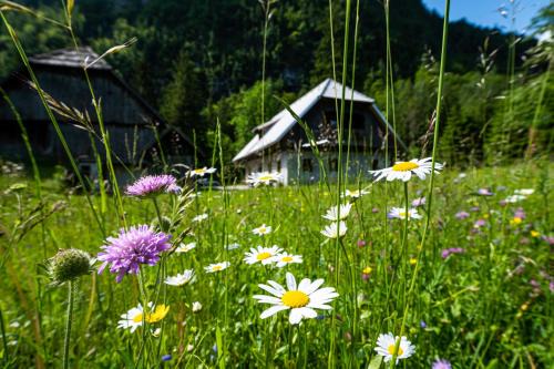 Studor House | Traditional homestead Guhar in Radovna