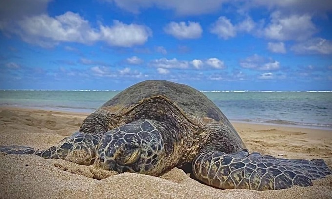 Punaluu Condo | Turtles, Swim Beachfront Ocean view, New bigger AC. Wash-dryer in unit, parking
