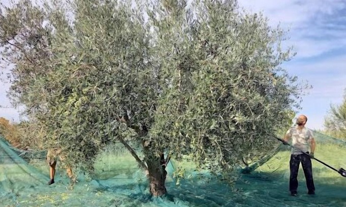 Secovlje Apartment | Two Bedroom Apartment Olive Oil Homestead Milok
