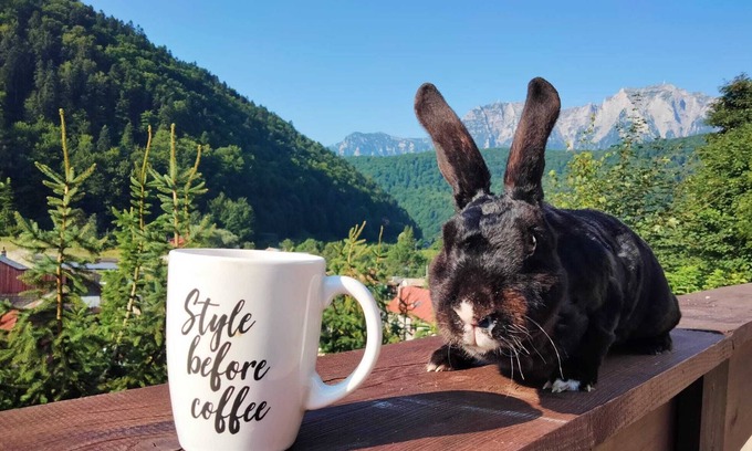 Azuga House | Two Rabbits mountain guesthouse