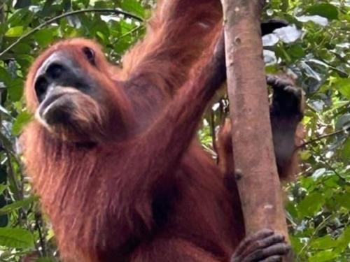 Bukit Lawang House | Ustin Nagoya Bukit Lawang Orangutan Trekking & transport only book with us