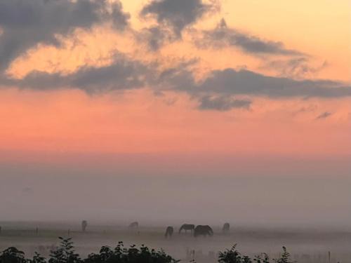 Ameland Bed & Breakfast | Ut ânker fan de Jong