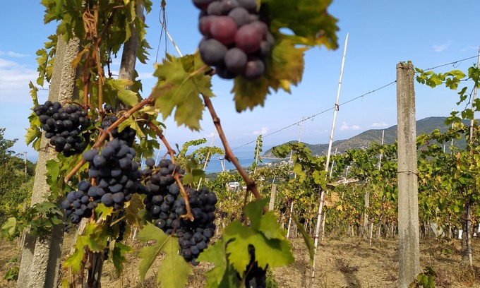 Castellabate Apartment | Vacation Home "The Vineyard": between sea and nature- Apartment "The modern style"
