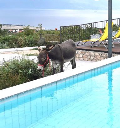 Smrika Apartment | Villa Suzi Donkey farm with seaview