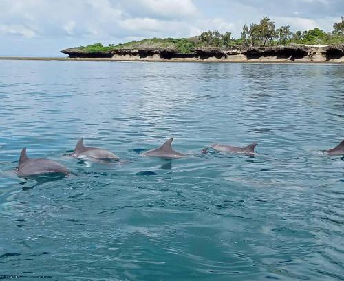 Wasini Island House | Wasini Raha Snorkeling and Diving