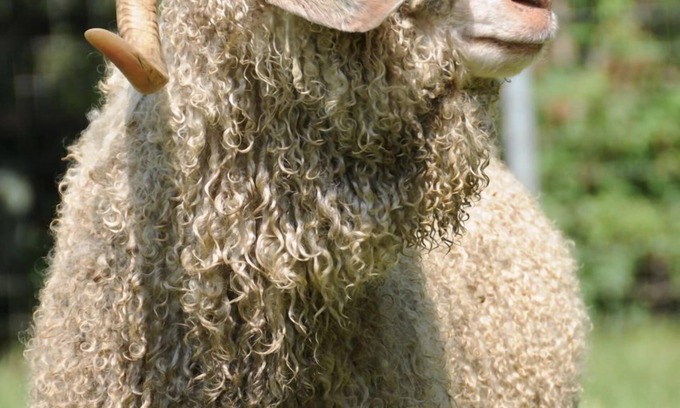 Temecula Apartment | Wine Country Working Wool Sheep Farm Stay; Hay Barn Cottage 501c3