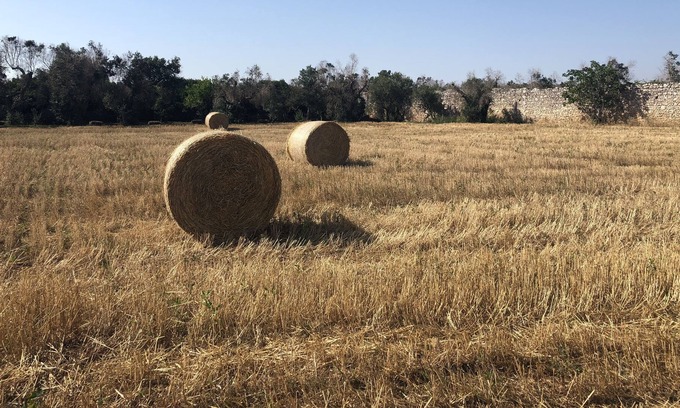 Tricase House | Your own exclusive private farm by the sea