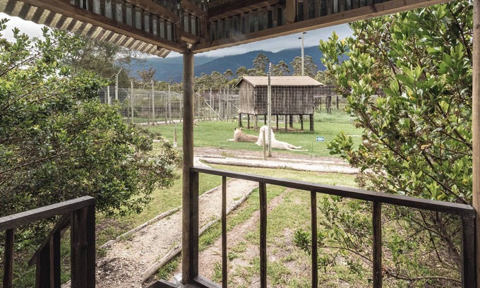 Die Barakke Cabin | Sleep Whiskers away from the Lions and " FEEL " them ROAR! Cabin 2