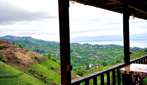 Economy Tree House, Hill View