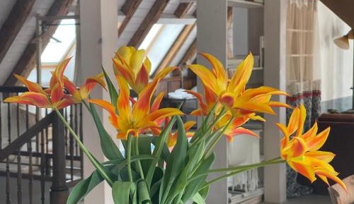 Duplex Suite