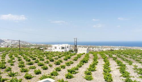 One-Bedroom Apartment with Vineyard & Sea View