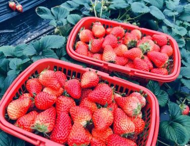 Deluxe Queen Room（with 2.5 kilos Strawberry Garden picking) 
