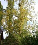 Julian Other | Apple Orchard - Whole house on 3 acres with views!