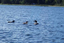 Wollaston Cabin | Freshwater cottage on Neil Lake