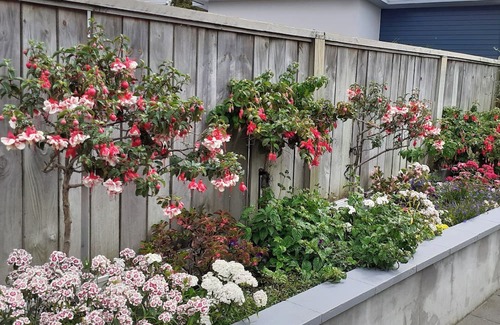 Whanganui Bed & Breakfast | City Haven, peaceful Bnb twin room close to the city